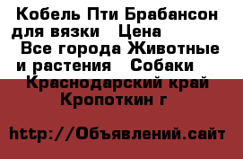 Кобель Пти Брабансон для вязки › Цена ­ 30 000 - Все города Животные и растения » Собаки   . Краснодарский край,Кропоткин г.